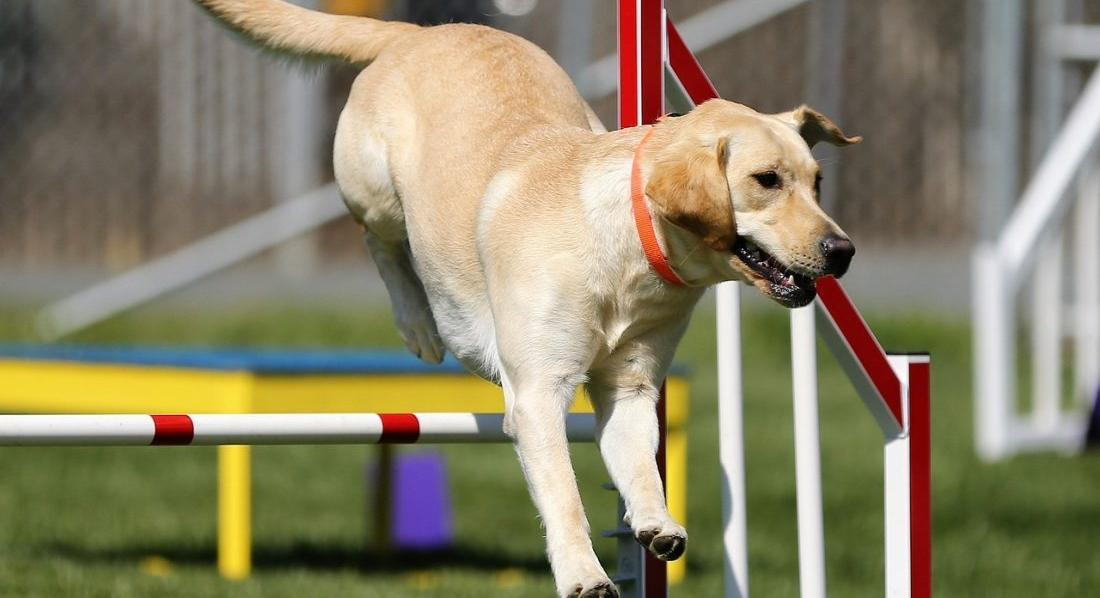 Agility Aufbaukurs