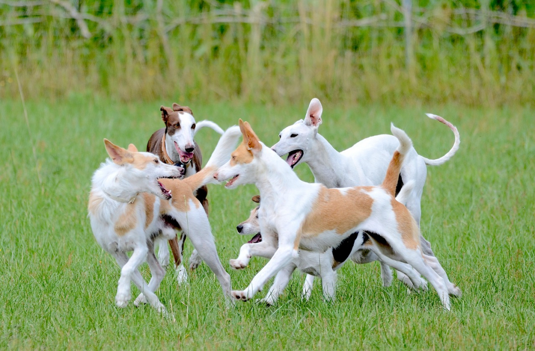 Hundeverhalten in der Gruppe 
