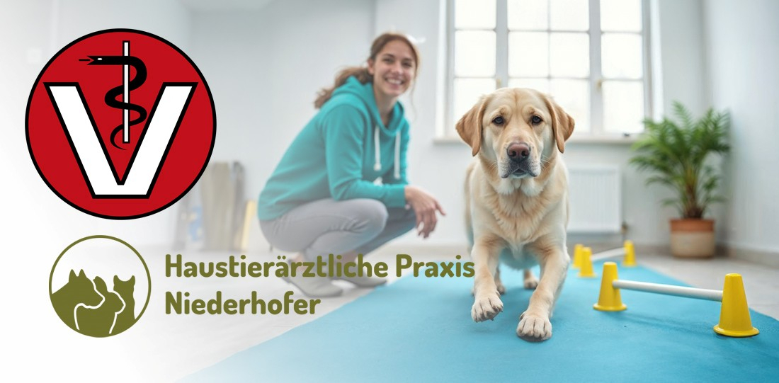 Ganzheitliche Tierbetreuung – Tierarztpraxis trifft Physiotherapie