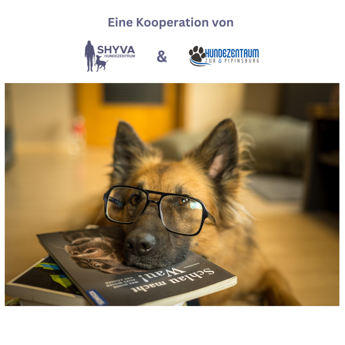 Seminar - Intensivtag (Kooperation mit dem Hundezentrum zur Pipinsburg)