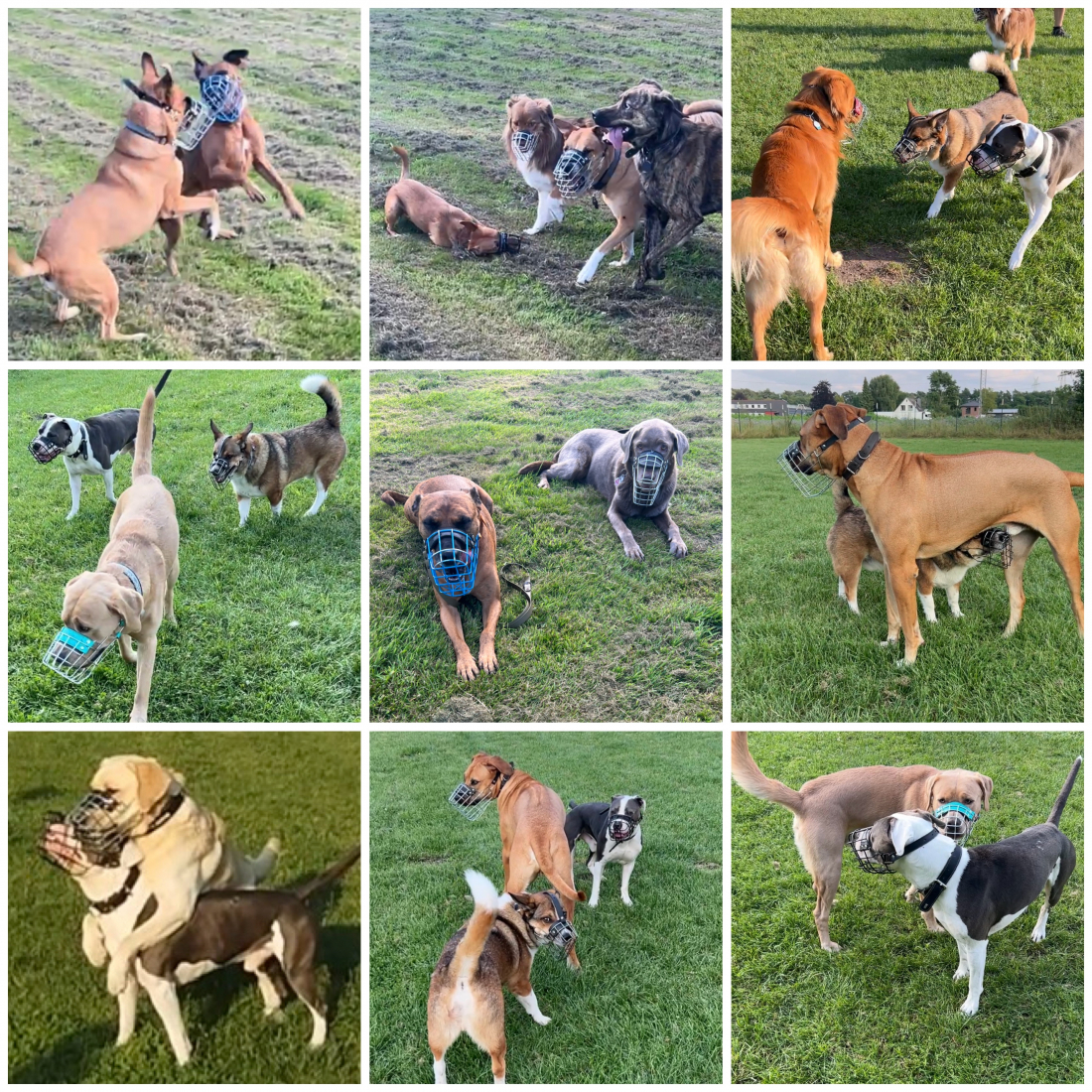 Hundeverhalten in der Gruppe 