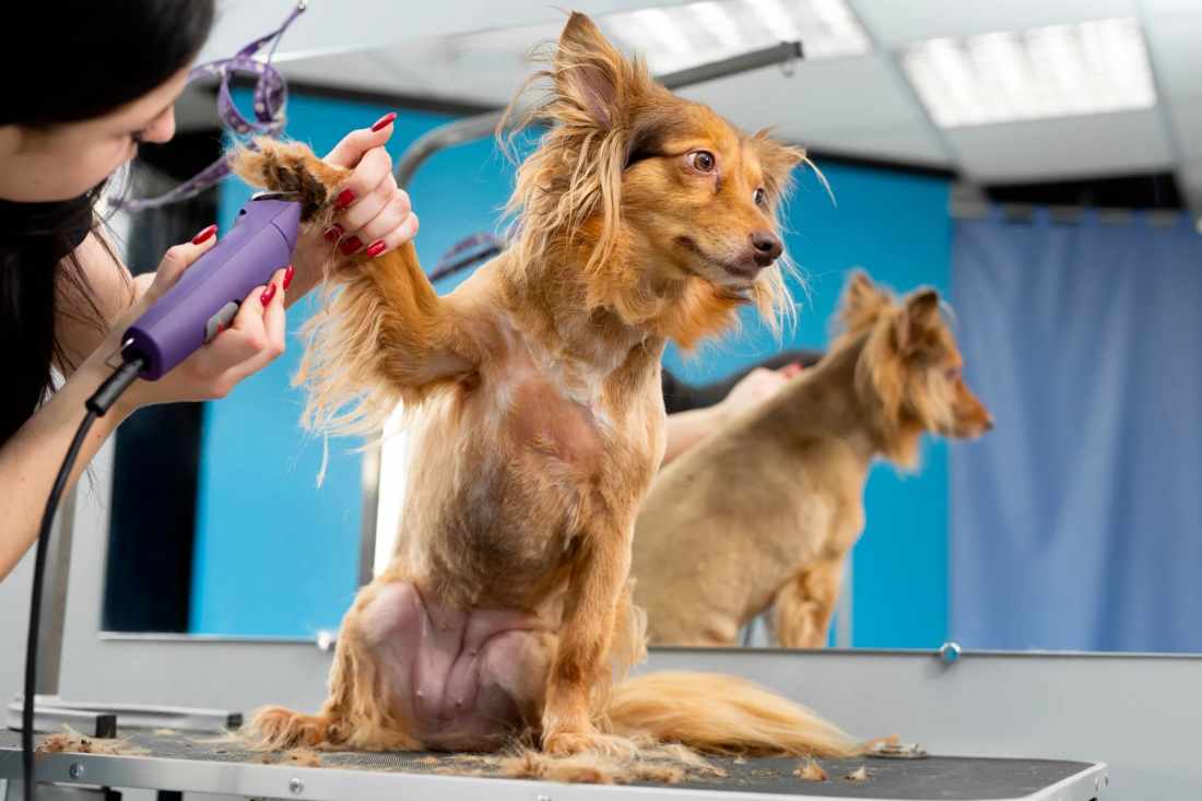 Friseurschulung für Zuhause – Pflege, die verbindet – für dich & deinen Hund