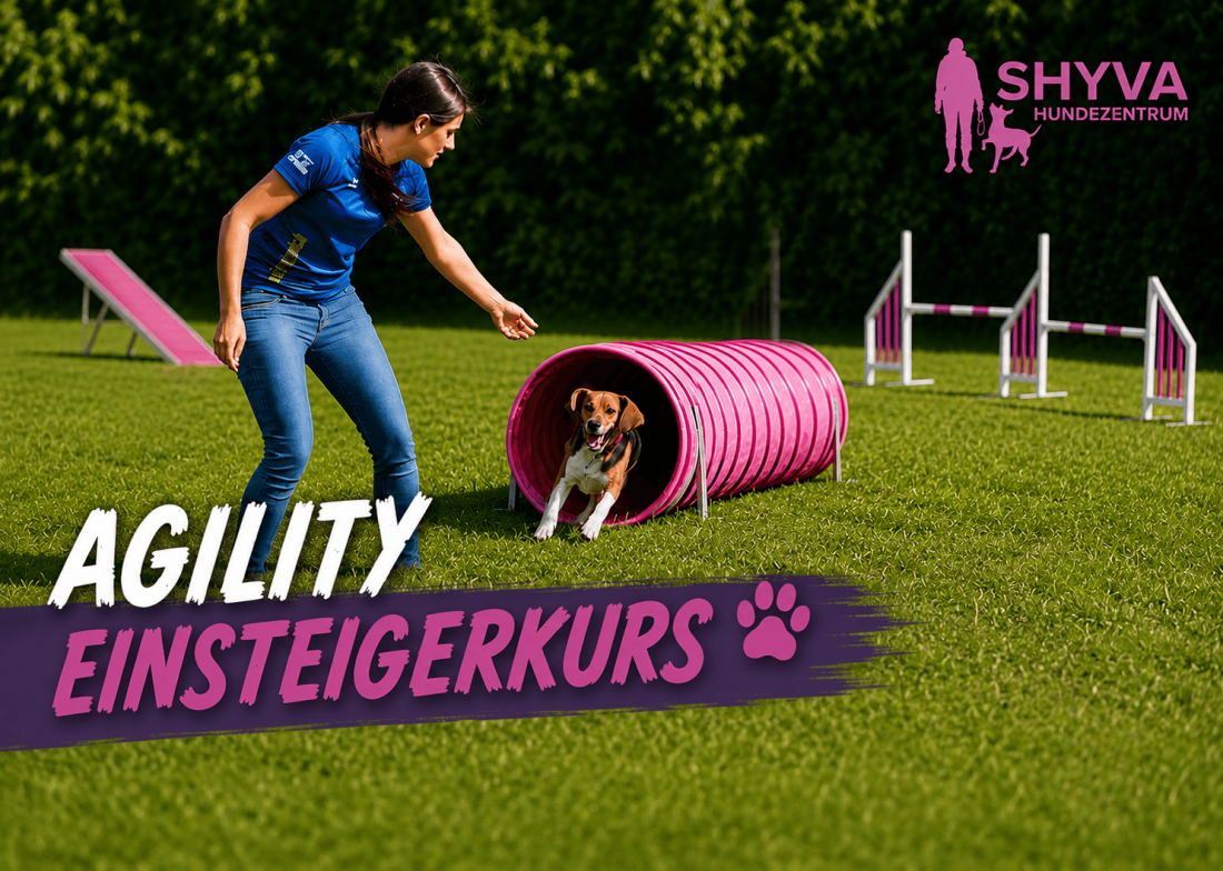 Agility Einsteigerkurs