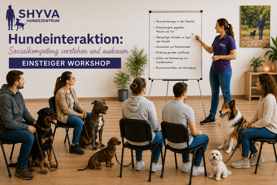 Hundeverhalten in der Gruppe Einsteiger Workshop