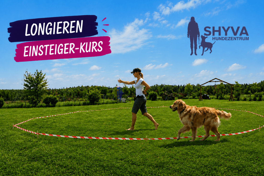 Longieren Einsieger-Kurs - Körpersprachliches Führen auf Distanz  