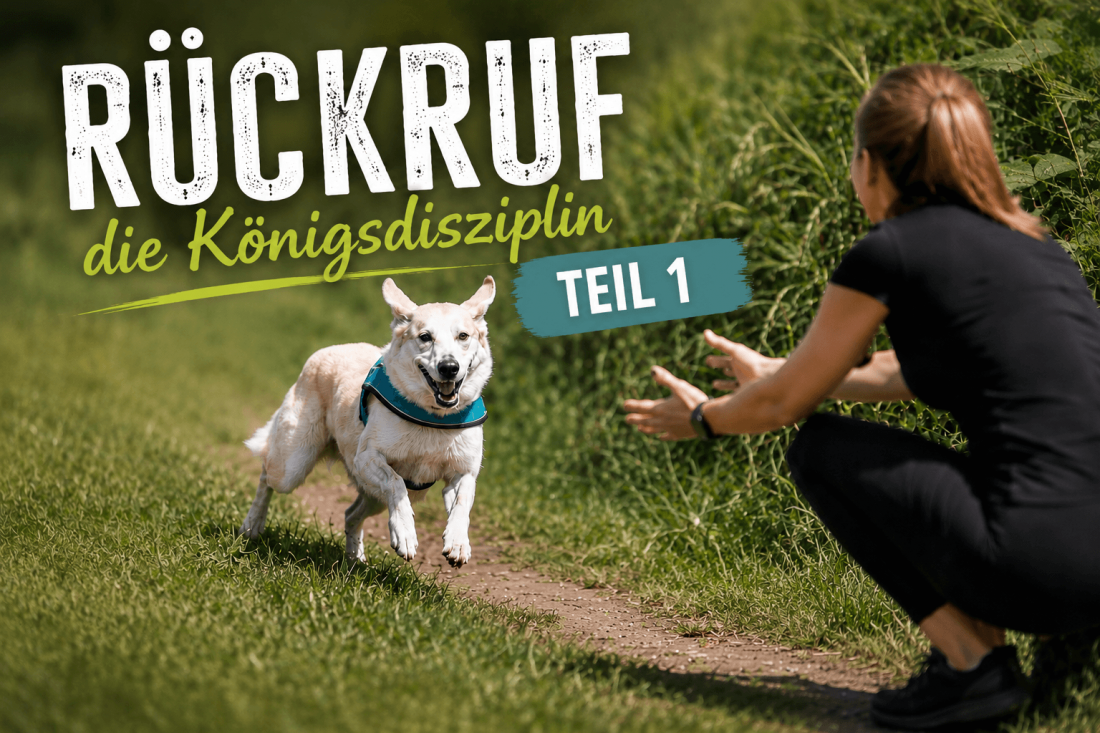 Grundsignal: Rückruf Teil 1